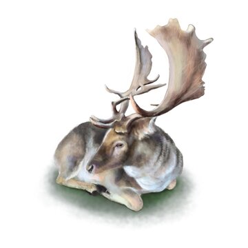Beautiful watercolor art work of realistic deer laying on grass on white background 
