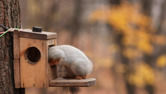 a man feeds a red squirrel at a house with the inscription "entrance" for feeding birds and squirrels and eating nuts in the garden. Soft focus. Feeding animals