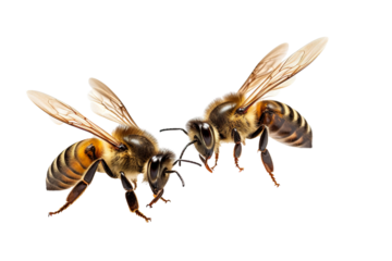 Very beautiful couple of Bee in flight isolated on white background PNG