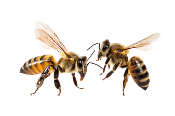 Very beautiful couple of Bee in flight isolated on white background PNG