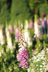 Fotobehang Eetkamer pink snapdragon flower on blured background of flower field for use as background or copy space  © RilakkuMaxx