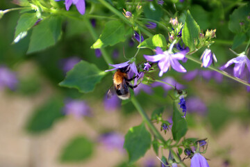 A bumblebee on a campanula flower