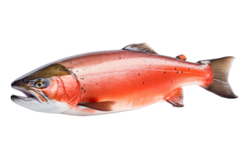 Atlantic salmon fish isolated on transparent background.  AI generative illustration