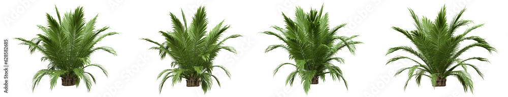 Poster set of small palm or dwarf palm tree with isolated on transparent background. png file, 3d rendering