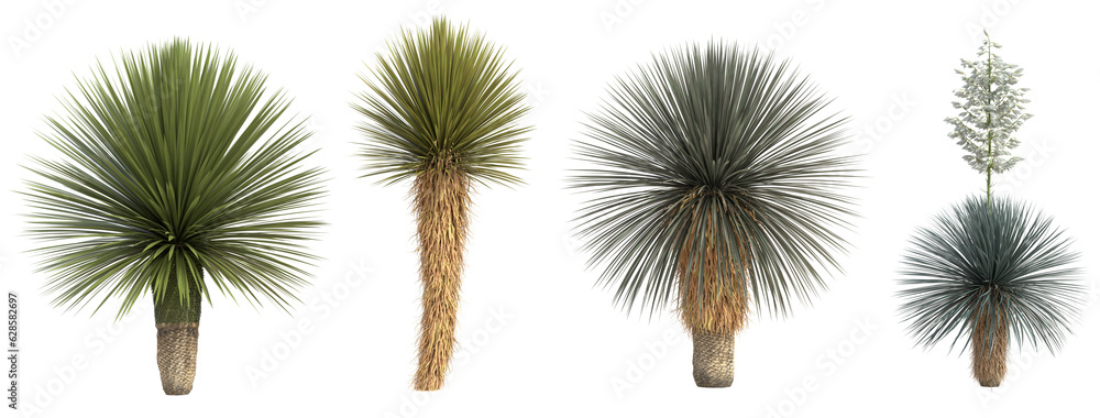 Poster set of yucca rostrata tree with isolated on transparent background. png file, 3d rendering illustrat