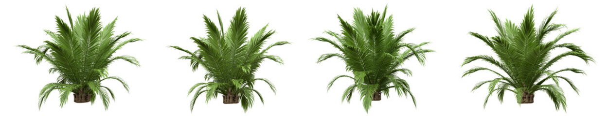 Set of small palm or Dwarf Palm tree with isolated on transparent background. PNG file, 3D rendering illustration, Clip art and cut out