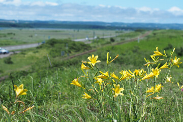 Yellow daylily on the blured background of grass field and the mountain.