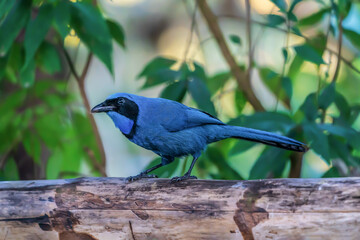 Turquoise jay on a branch