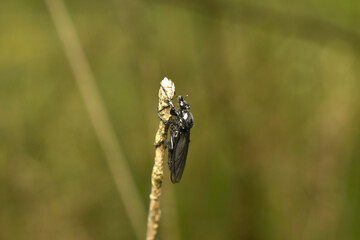 A black fly or spring papilion sits on a stalk of grass.