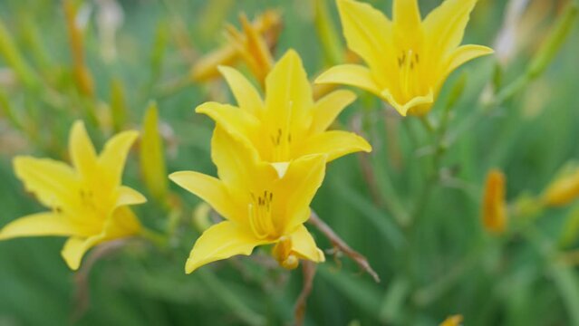 A yellow lilies gently swaying in the wind against a lush green blurred background. Shot at F2.8