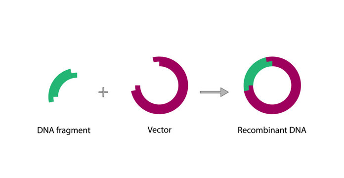 Plasmid. DNA fragment is inserted into a plasmid vector, resulting in  Recombinant DNA. Gene cloning, Molecular biology, recombinant subunit vaccines. Vector illustration. 