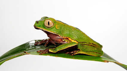 White-lined leaf frog // Gespenster-Makifrosch (Phyllomedusa vaillantii) - south america