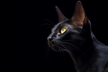 a black cat with yellow eyes on a black background