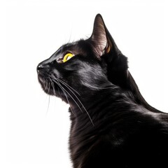 Fototapeta premium a black cat with yellow eyes on a white background