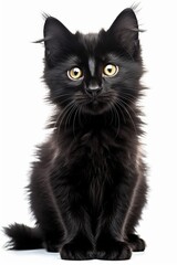 a black kitten sitting in front of a white background