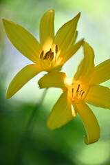 Gelbe Lilienblüten werden von der Sonne erhellt mit grünem Hintergrund © Valentin Si