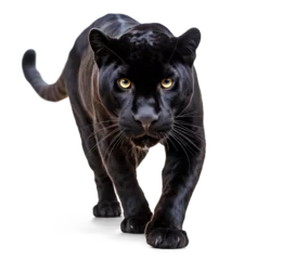 Fotobehang black panther ready to hunt on isolated background © FP Creative Stock