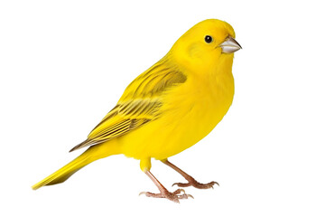 Very beautiful canary bird isolated on white background PNG
