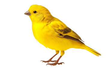 Very beautiful canary bird isolated on white background PNG