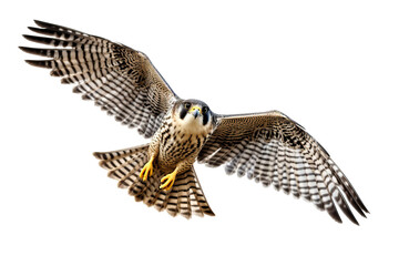 Fototapeta premium Very beautiful falcon in flight isolated on white background PNG