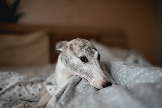 Whippet