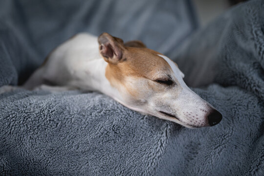 portrait of a dog