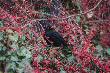 blackbird on a branch