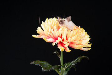 Cute little mouse on an orange flower on a black background