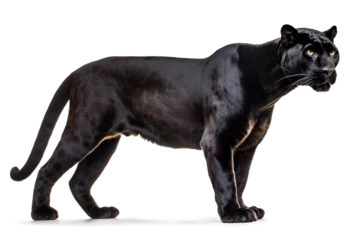  black panther profile view on white background © FP Creative Stock