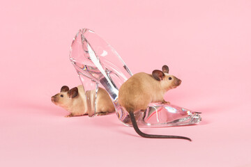 Two mice with a glass slipper on a pink background