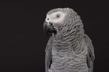 Portrait of an African Grey parrot on a black background seen from the side
