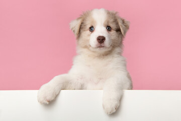Portrait of cute australian shepherd puppy looking at the camera on a pink background and white...