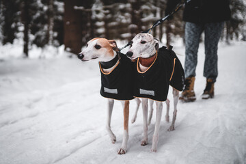 dog in winter