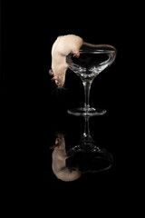 Cute little mouse hanging in a glass looking at its refelction on a black background