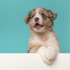 Portrait of funny looking wet australian shepherd puppy looking at the camera on a turquoise blue background with white underground