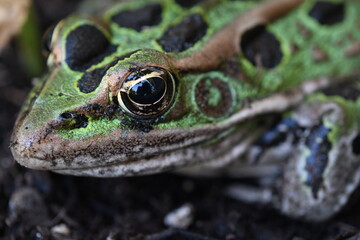 Green leopard frog macro