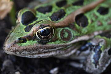 Leopard frog macro
