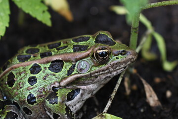 Green leopard frog in plant pot