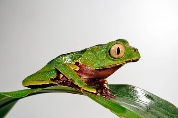 White-lined leaf frog // Gespenster-Makifrosch (Phyllomedusa vaillantii) - south america