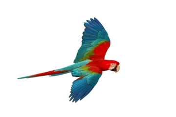 Foto auf Acrylglas Colorful flying parrot isolated on transparent background png file  © Passakorn