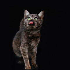 a domestic cat, an incredible portrait of a pet on a black background, an expressive look