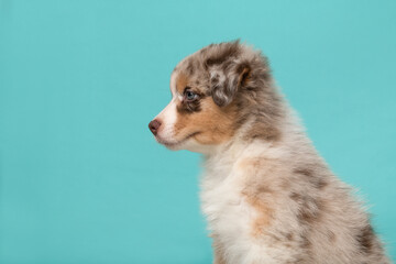 Portrait of cute australian shepherd puppy looking away on a turquoise blue background with space for copy