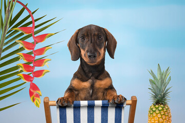 Cute dachshund on a beach chair looking at the camera as a concept for a tropical holiday