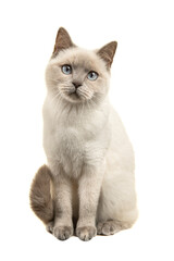 Pretty seal point british shorthair cat with blue eyes looking at the camera seen from the front isolated on a white background
