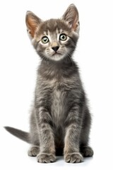 a gray kitten sitting on a white background