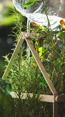 in a sunny day watering green plants on the balcony. Home garden, rosemary plants.