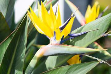 beautiful strelitzia flower close up