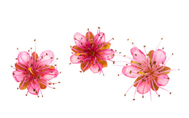 pink sakura flower isolated