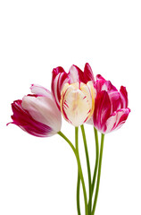 colorful tulips isolated