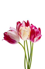 Fototapeta premium colorful tulips isolated